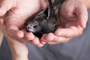 Protect Your Chimney From Chimney Swifts Image - Shreveport LA - New Buck