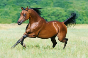 brown horse running through grass 